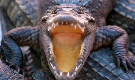 Pourquoi rêver de crocodiles agressifs ?