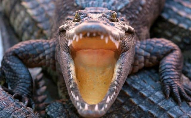 Rêver de crocodiles agressifs