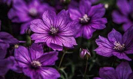 Pourquoi rêver de fleurs violettes ?