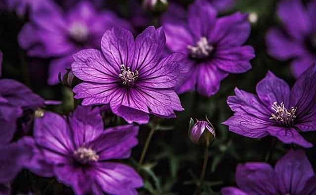 Rêver de fleurs violettes