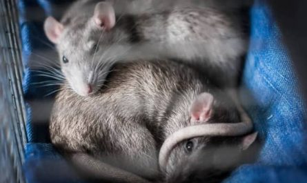 Pourquoi rêver de gros rats ?