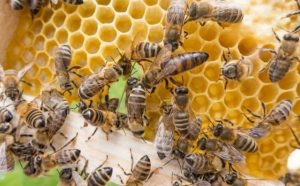 Pourquoi rêver de la reine des abeilles ?