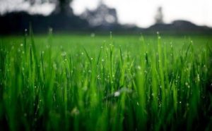 Pourquoi rêver de pelouse verte ?