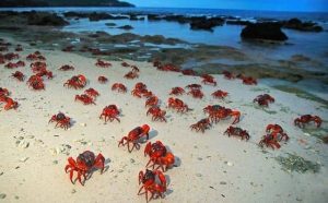 Pourquoi rêver de petits crabes ?