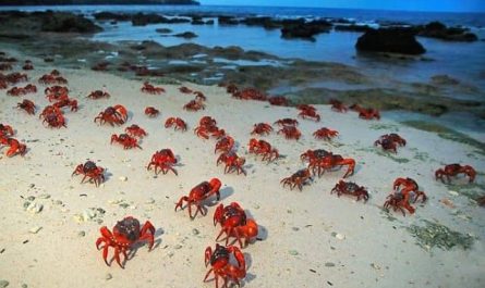 Pourquoi rêver de petits crabes ?
