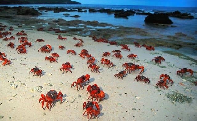Rêver de petits crabes
