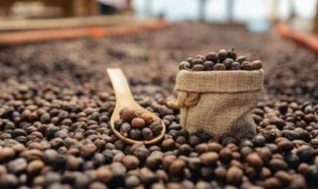 Pourquoi rêver de plantation de café ?
