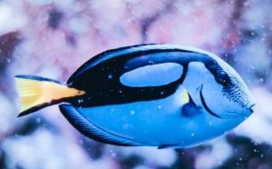 Pourquoi rêver de poisson bleu ?