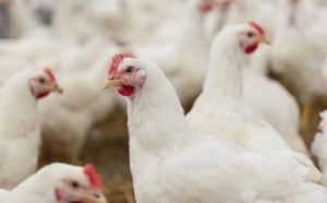 Pourquoi rêver de poules qui se battent ?