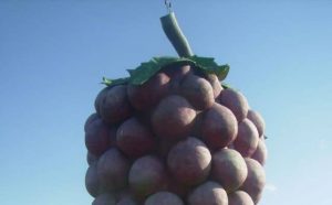 Pourquoi rêver de raisins géants ?