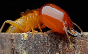 Pourquoi rêver de termites dans la maison ?