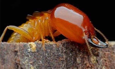 Pourquoi rêver de termites dans la maison ?