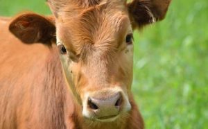 Pourquoi rêver de tuer un veau ?