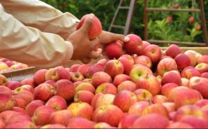Pourquoi rêver de voler des pommes ?