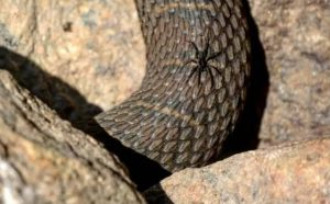 Pourquoi rêver d'araignée et de serpent ensemble ?