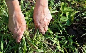 Pourquoi rêver d'arracher de l'herbe ?