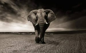 Pourquoi rêver d'éléphant noir ?
