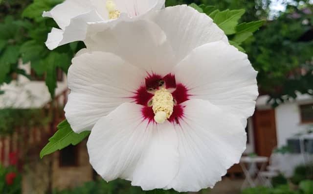 Rêver d’hibiscus blanc