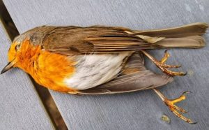 Pourquoi rêver d'oiseau mort ?