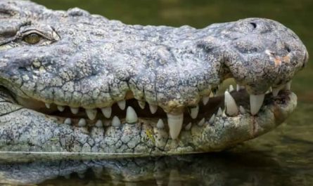 Pourquoi rêver d'un alligator qui attaque ?