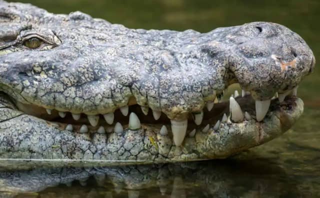 Rêver d’un alligator qui attaque
