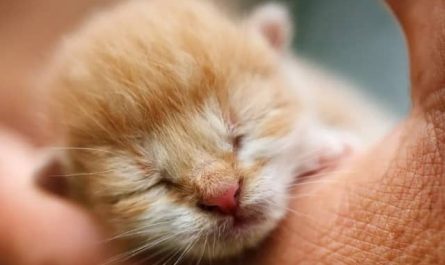 Pourquoi rêver d'un bébé chat ?