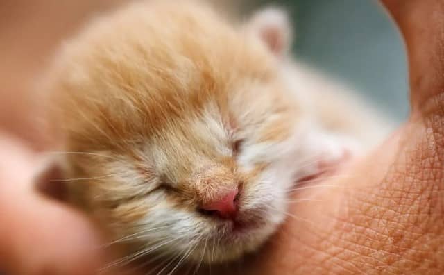 Rêver d’un bébé chat