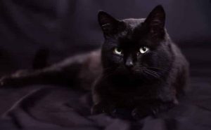 Pourquoi rêver de chat noir malade ?