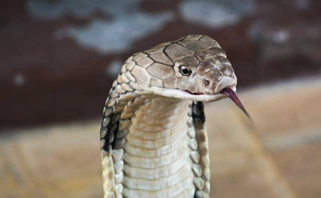Rêver d’un cobra géant