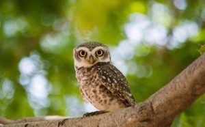 Pourquoi rêver d'un hibou dans un arbre ?
