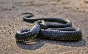 Pourquoi rêver d'un serpent noir rampant ?