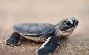 Pourquoi rêver de bébé tortue ?