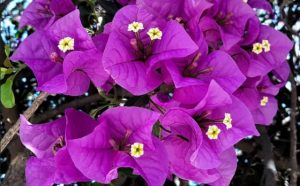 Pourquoi rêver de bougainvilliers ?