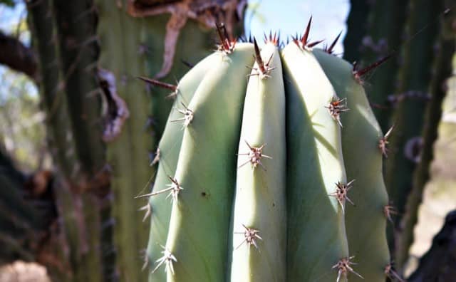 Pourquoi rêver de cactus vert ?