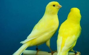 Pourquoi rêver de canari jaune ?