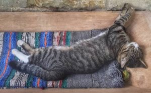 Pourquoi rêver de chat gris ?