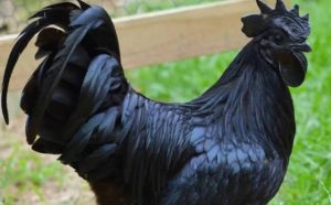 Pourquoi rêver de coq noir ?