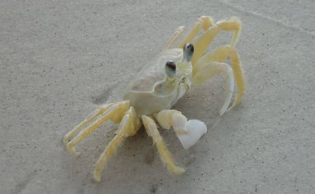 Rêver de crabe blanc