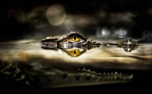 Pourquoi rêver de crocodile ?