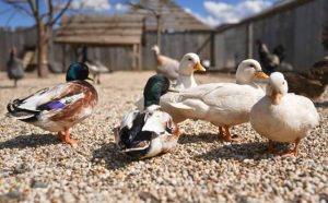 Pourquoi rêver de ferme avec des animaux ?