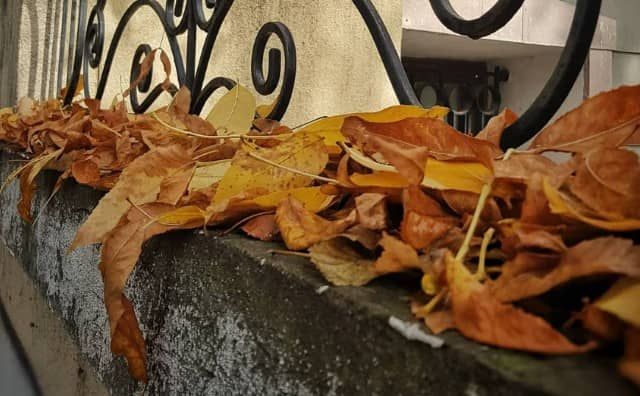 Rêver de feuilles mortes