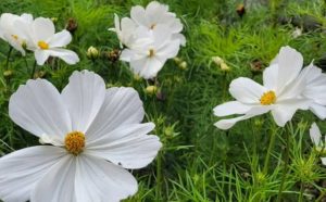 Pourquoi rêver de fleur blanche ?