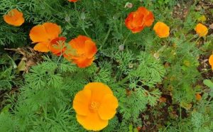 Pourquoi rêver de fleurs orange ?