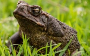 Pourquoi rêver d'une grenouille ?