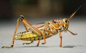 Pourquoi rêver de grillon jaune ?