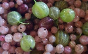 Pourquoi rêver de groseilles ?