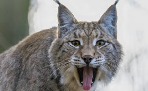 Pourquoi rêver de lynx ?