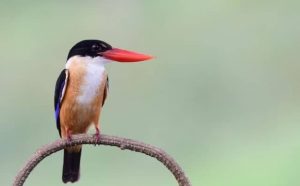 Pourquoi rêver de martin-pêcheur ?