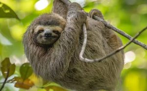 Pourquoi rêver de paresseux ?