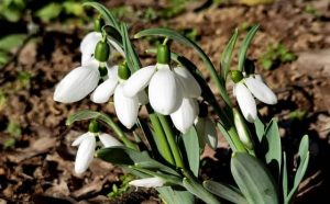 Pourquoi rêver de perce-neige ?